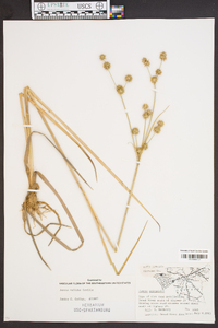 Juncus scirpoides image