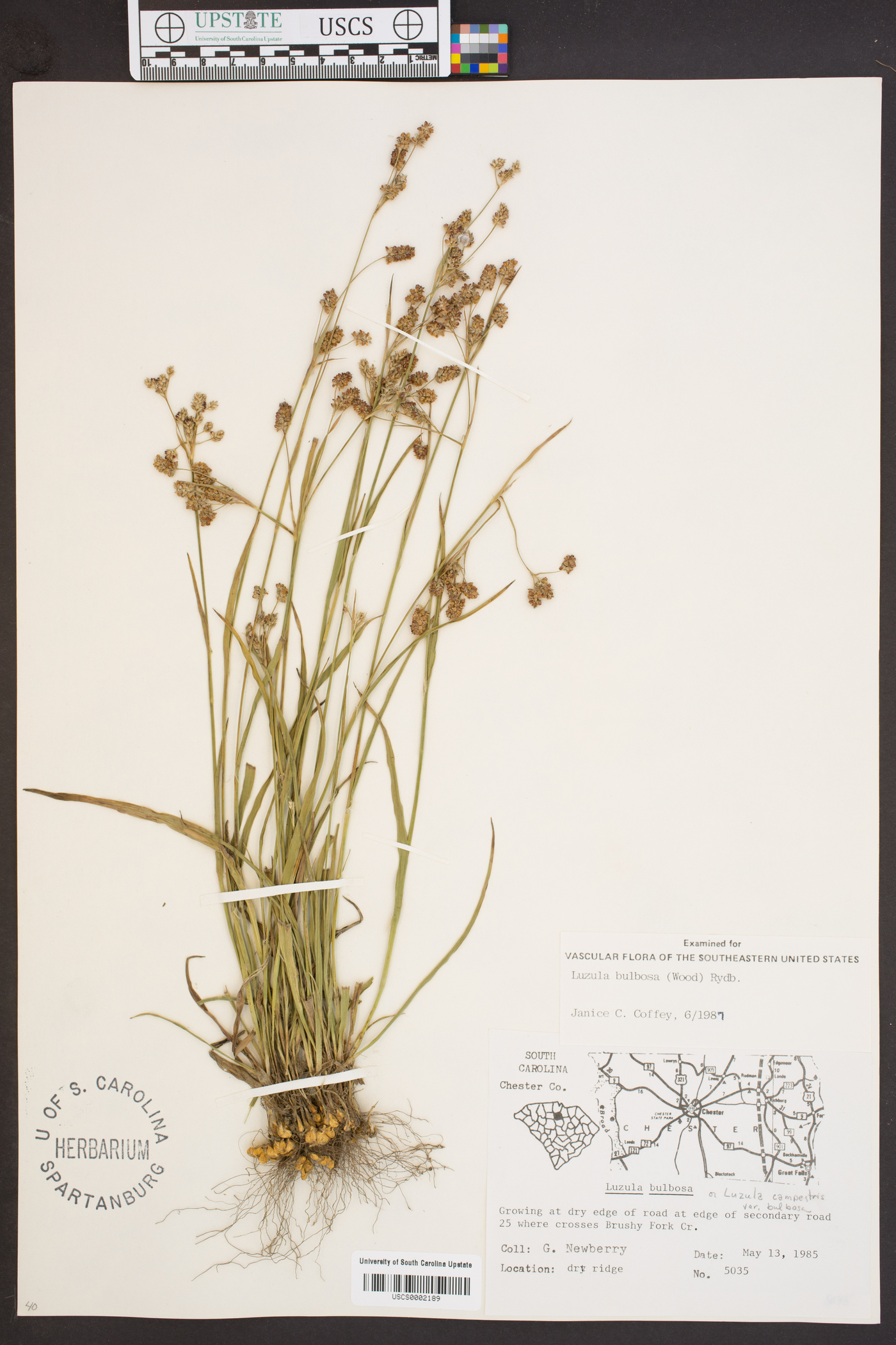 Luzula bulbosa image