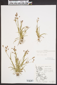 Luzula bulbosa image