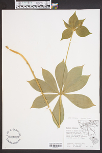 Medeola virginiana image