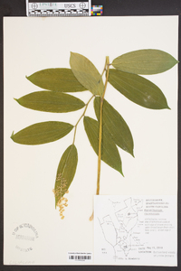 Medeola virginiana image