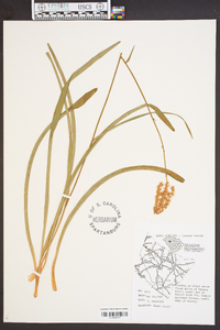 Amianthium muscitoxicum image