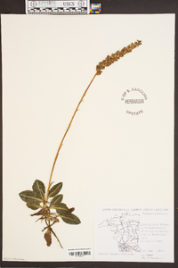 Goodyera pubescens image