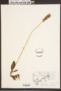 Goodyera pubescens image