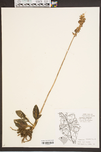 Goodyera pubescens image