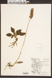 Goodyera pubescens image