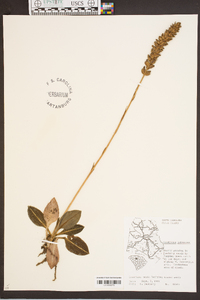 Goodyera pubescens image