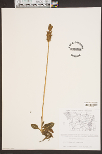 Goodyera pubescens image