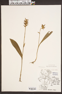 Platanthera clavellata image