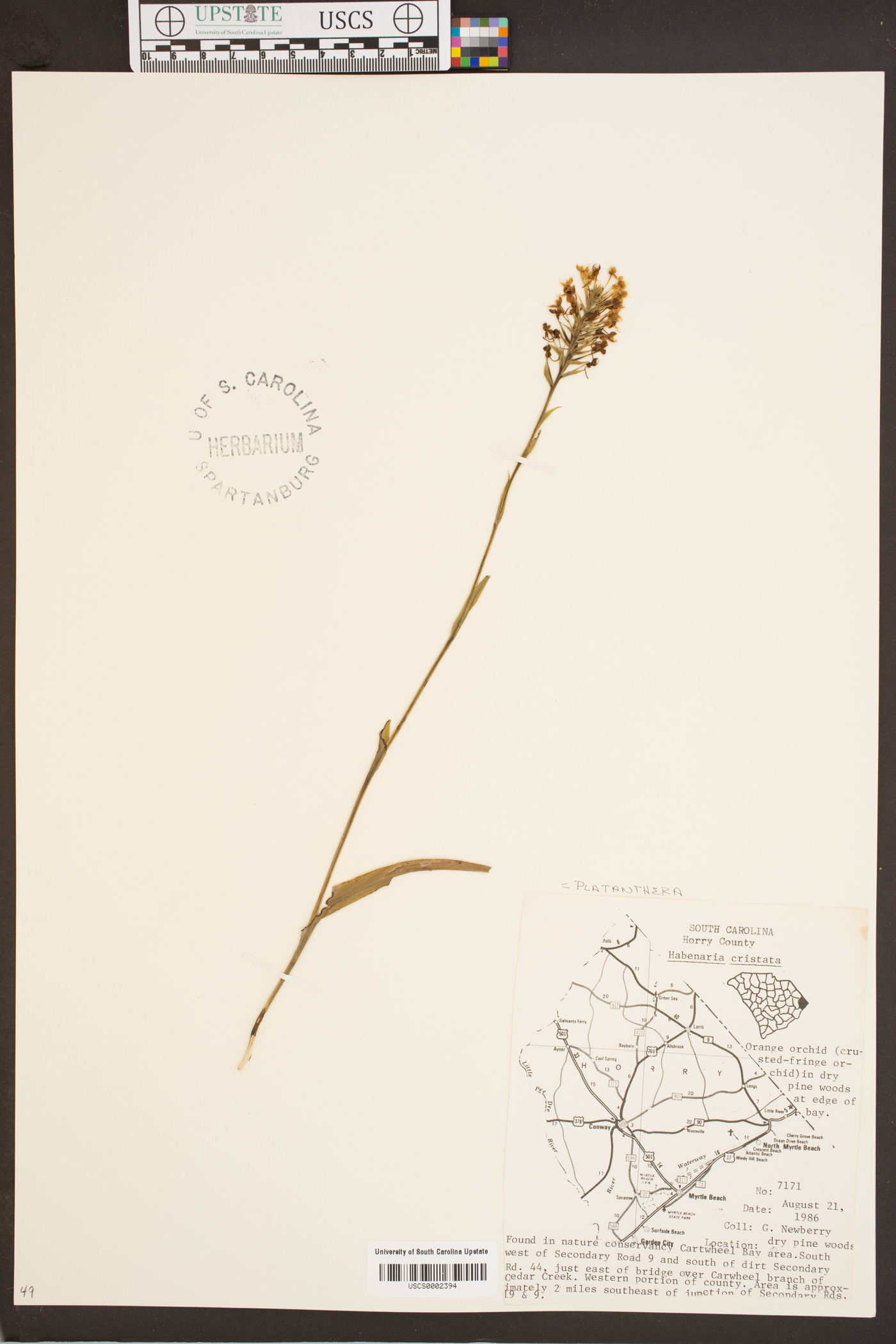 Platanthera cristata image