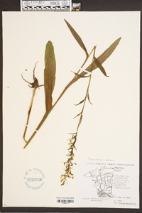 Platanthera lacera image