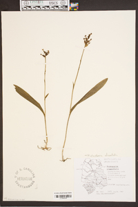 Platanthera clavellata image