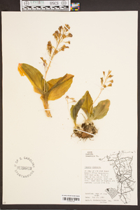 Liparis liliifolia image