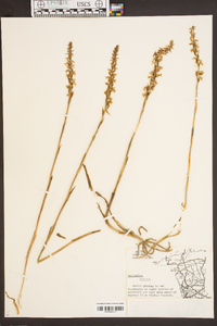 Spiranthes cernua image