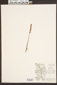 Spiranthes vernalis image