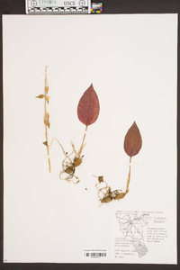 Tipularia discolor image