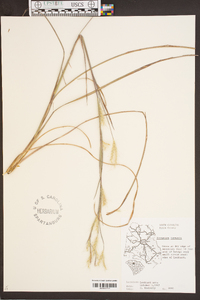 Andropogon ternarius image