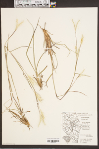 Andropogon ternarius image