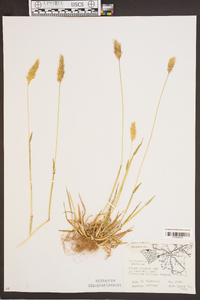 Anthoxanthum odoratum image