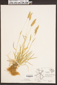 Anthoxanthum odoratum image