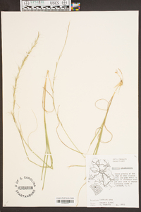 Aristida purpurascens image