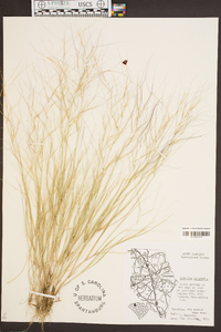 Aristida oligantha image