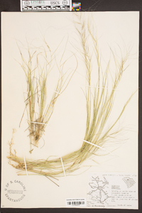 Aristida oligantha image