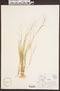 Aristida oligantha image