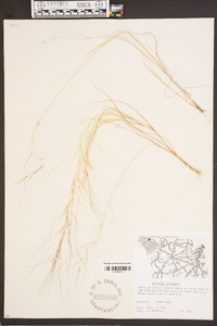 Aristida oligantha image