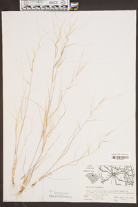 Aristida oligantha image