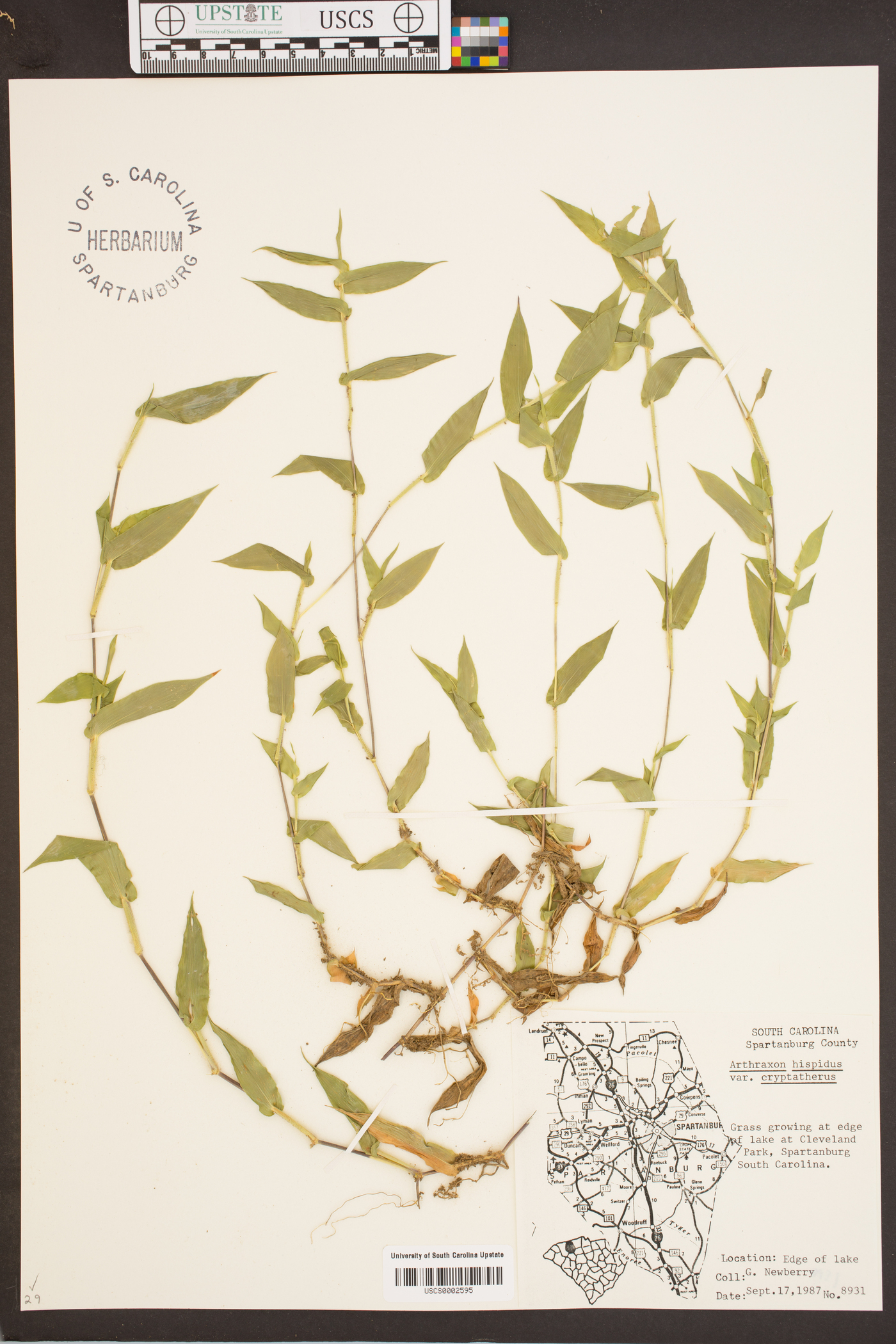 Arthraxon hispidus var. cryptatherus image