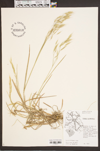 Bromus commutatus image