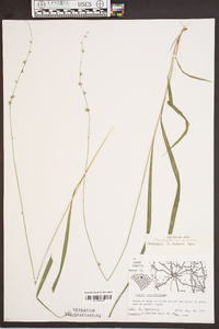 Chasmanthium sessiliflorum image