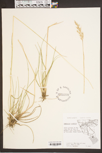 Danthonia sericea image