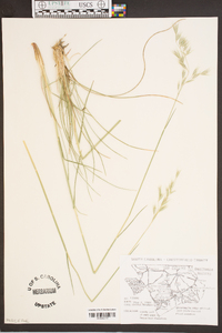 Danthonia sericea image