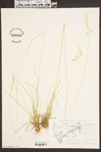 Danthonia sericea image