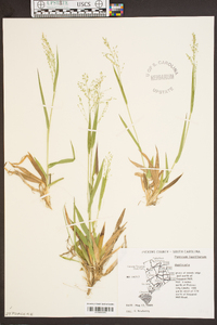 Dichanthelium laxiflorum image