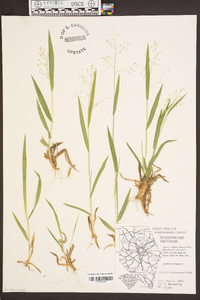 Dichanthelium laxiflorum image