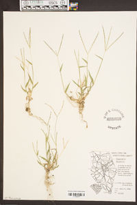 Digitaria bicornis image