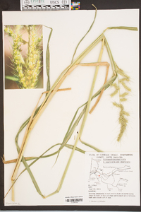 Echinochloa muricata var. muricata image