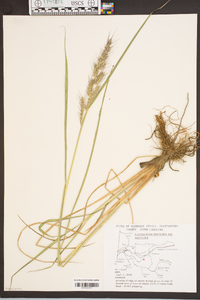 Echinochloa muricata var. muricata image