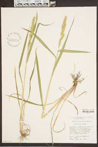 Echinochloa muricata var. microstachya image