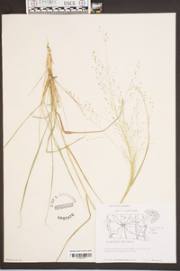 Eragrostis capillaris image