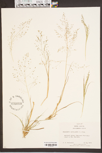 Eragrostis capillaris image