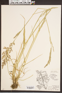 Eragrostis capillaris image