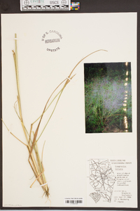 Eragrostis hirsuta image