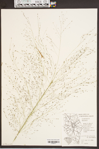 Eragrostis hirsuta image