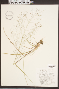 Eragrostis hirsuta image