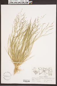 Eragrostis pilosa image