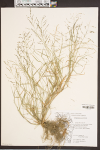 Eragrostis pilosa image